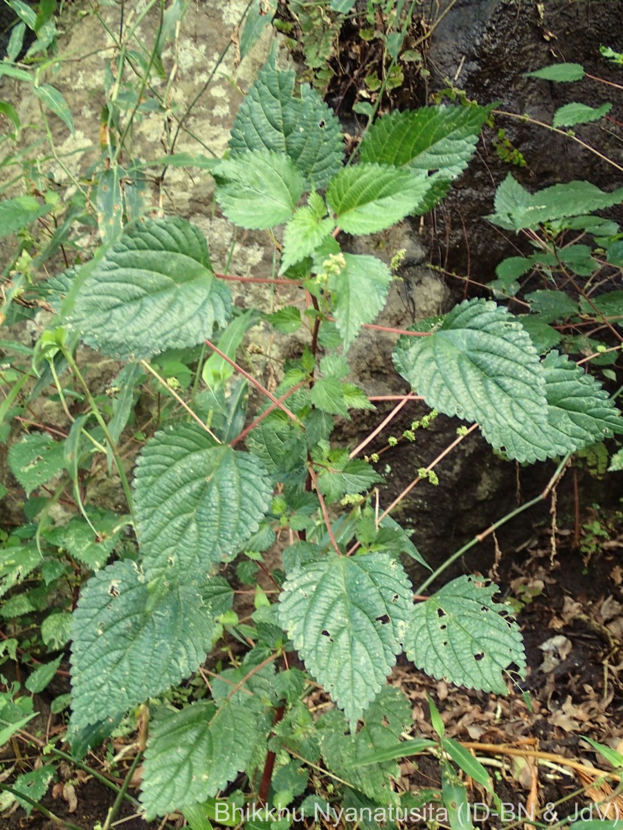Laportea interrupta (L.) Chew